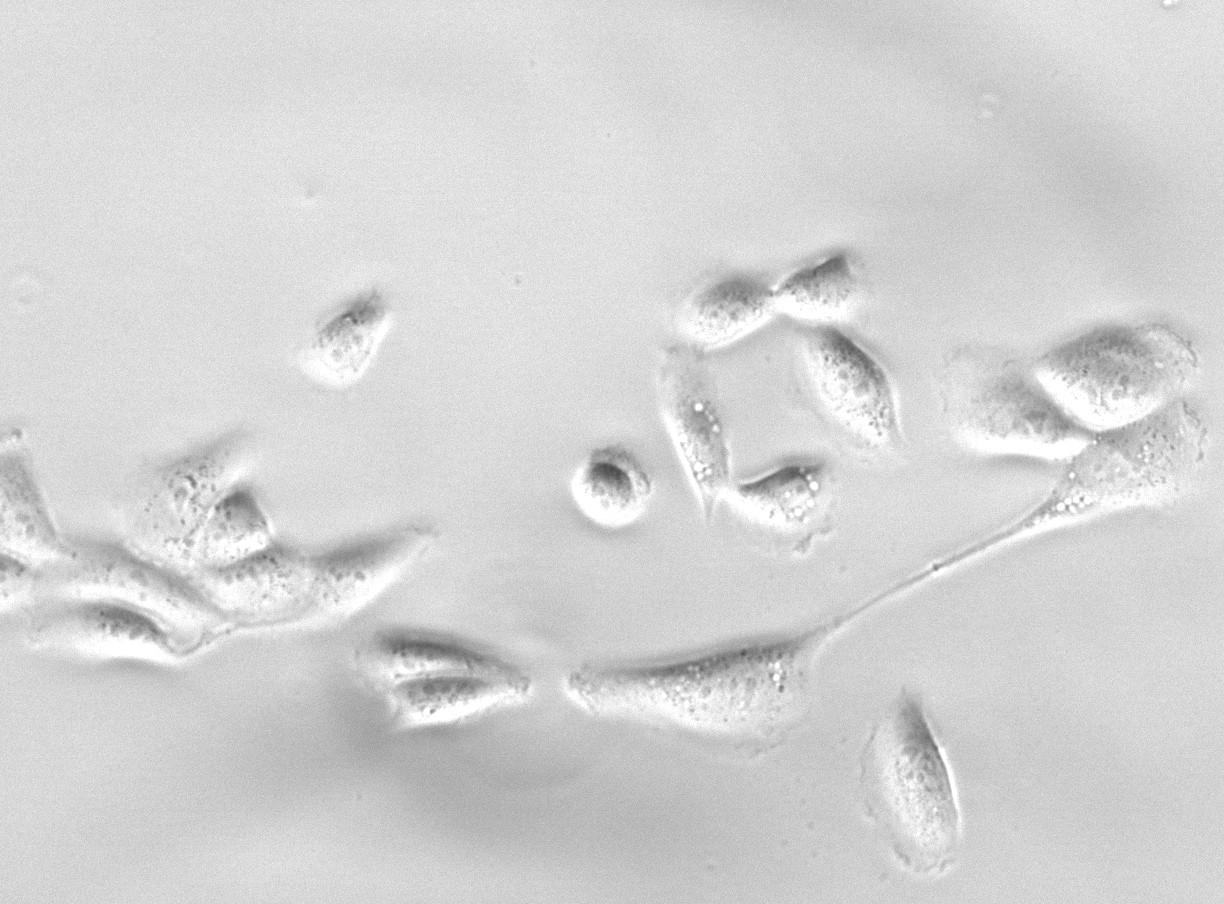 FLD_113 phase contrast 20×