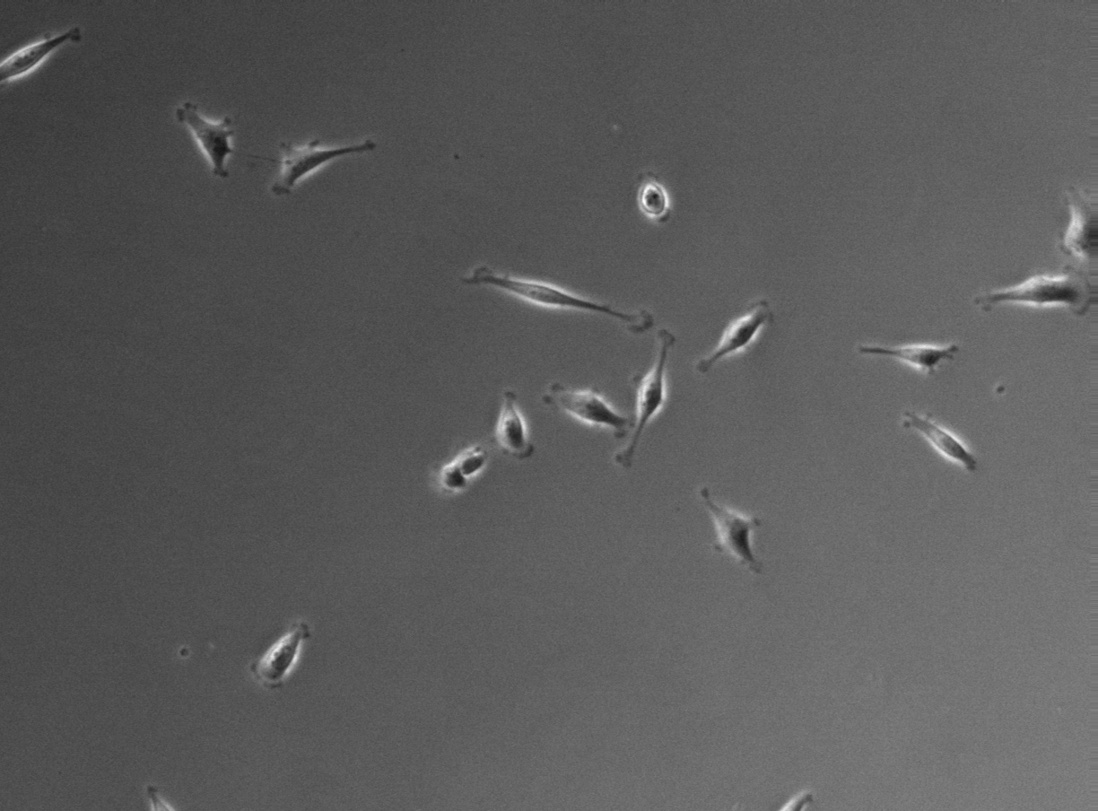 FLD_11 phase contrast 10×