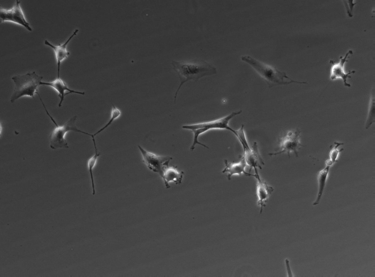 FLD_12 phase contrast 10×