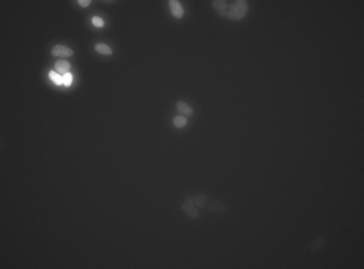 FLD_14 RFP 20×