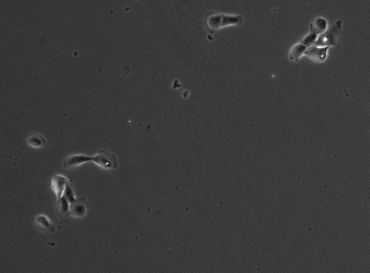 FLD_3 phase contrast 10×